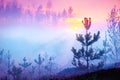 Beautiful nature sunrise foggy forest Royalty Free Stock Photo