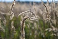 Beautiful nature sunset landscape. Ears of golden wheat close up Royalty Free Stock Photo