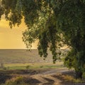 Beautiful nature sunset landscape. fields country. valley countryside, Olanesti Moldova, warm silent, dirt road poplar tree sunset