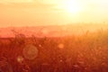 Beautiful nature sunset landscape in summer seasonal, Grass flower in the meadow with sunset light in the background. Royalty Free Stock Photo