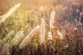 Grass flower in the meadow with sunset light in the background. Soft focus Royalty Free Stock Photo