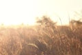 Beautiful Nature Sunset Prairie Landscape. Background Wild Sunny Field. Royalty Free Stock Photo