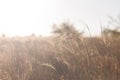 Beautiful Nature Sunset Prairie Landscape. Background Wild Sunny Field Royalty Free Stock Photo