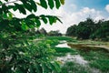 Beautiful nature, swamp and reflection at daylight with cloudy blue sky Royalty Free Stock Photo