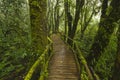 Beautiful nature trail bridge and trees in rainforest Royalty Free Stock Photo
