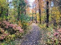 A beautiful nature trail surrounded with trees changing colours of red, yellow and orange, and fallen leaves everywhere Royalty Free Stock Photo