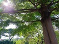 The beautiful nature... This tree is protect me from the sun...