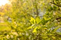 Beautiful nature view of green leaf on blurred background of greenery in the garden with copy space for text using as summer Royalty Free Stock Photo