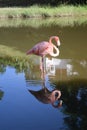 Beautiful nature view pink flamingos Cuba Royalty Free Stock Photo