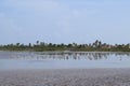 Beautiful nature view pink flamingos Cuba Royalty Free Stock Photo