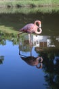 Beautiful nature view pink flamingos Cuba Royalty Free Stock Photo