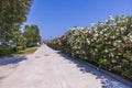 Beautiful nature view of wall of flowering colorful plants.