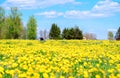 Beautiful nature in the village. Blue sky with white clouds, green grass, yellow field of dandelions and rapeseed. The concept of Royalty Free Stock Photo