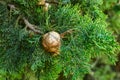 Beautiful nature wallpaper poster with green cypress tree pine cones in forest tranquil atmosphere. Wanderlust travel environment Royalty Free Stock Photo