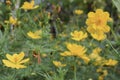 Yellow cosmos flowers in the garden