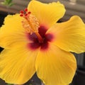 Beautiful nature Yellow hibiscus closeup