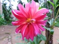 Beautiful natureal flower in Sri Lanka