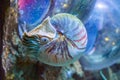 Beautiful nautilus squid animal marine life portrait of a rare exotic living shell fossil Royalty Free Stock Photo