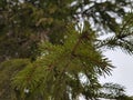 Beautiful needles and needles of a Christmas tree or pine on a branch