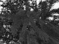 Beautiful needles and needles of a Christmas tree or pine on a branch