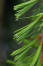 Beautiful needles with drops