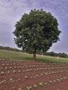 This is a beautiful neem /azadirachta tree