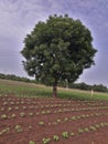 This is a beautiful neem /azadirachta tree Royalty Free Stock Photo