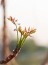 Beautiful Neem leaves image.