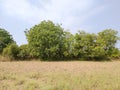 This is a beautiful neem tree/azadiracht