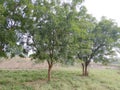 This is a beautiful neem tree /azadiracht
