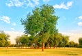 A beautiful neem tree, blue sky and clouds