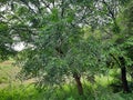 This is a beautiful neem tree