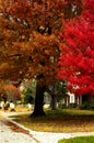 Neigbhorhood street with fall leaves and Chritmas lights around the trunk of one tree Royalty Free Stock Photo