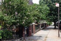 Beautiful Neighborhood Sidewalk with Plants and Flowers in Home Gardens in Astoria Queens New York during Summer