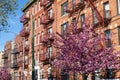 Beautiful Neighborhood Street in Astoria Queens with Pink Flowering Cherry Trees and Residential Buildings during Spring Royalty Free Stock Photo