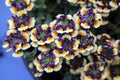 Nemesia flowers of purple, yellow and white Royalty Free Stock Photo