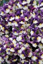 Nemesia flowers of purple, yellow and white Royalty Free Stock Photo