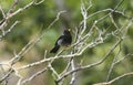 Beautiful neotropic bird Yellow-legged Thrush Platycichla flavipes perched in the rainforest