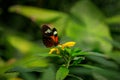 Heliconius erato lativitta, Red Postman Butterfly. Royalty Free Stock Photo