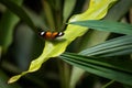 Beautiful neotropical butterfly on yellow flower in natural environment of the green forest. Royalty Free Stock Photo