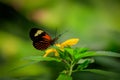 Beautiful neotropical butterfly, Red Postman Butterfly, on yellow flower in natural environment. Royalty Free Stock Photo