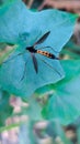 Beautiful Nephrotoma Crocata: A Small Butterfly on Green Leaves