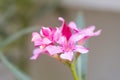 Beautiful Nerium Oleander flower plant blossom Royalty Free Stock Photo