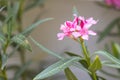 Beautiful Nerium Oleander flower plant blossom Royalty Free Stock Photo