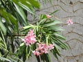Beautiful Nerium Oleander or Ganagale flower in a plant at the garden