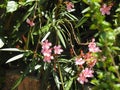 Beautiful Nerium Oleander or Ganagale flower in a plant at the garden