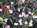 Beautiful Nerium Oleander or Ganagale flower in a plant at the garden Royalty Free Stock Photo