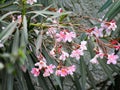 Beautiful Nerium Oleander or Ganagale flower in a plant at the garden