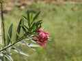 Beautiful Nerium Oleander or Ganagale flower in a plant at the garden Royalty Free Stock Photo