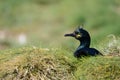Stunning nesting shag cormorant birds Phalacrocorax Aristotelis Royalty Free Stock Photo
